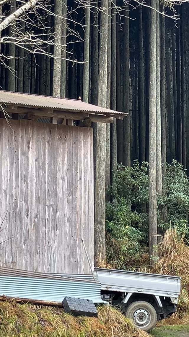 ミソサザイ。
普段は、チャッチャッと、地味な声で沢沿いを行き来しているミソサザイが、２月下旬から、美しいさえずりを始めました。
このひと月、ミソサザイのさえずりで目覚める贅沢。