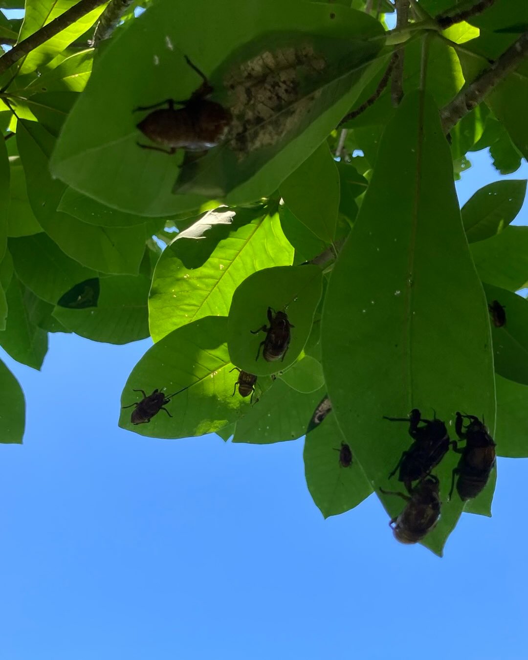 毎朝4時半ころと夕暮れ時、一斉に鳴くヒグラシの声に包まれていましたが、19日の朝、気がつくと虫の声になっていました。16日の朝はヒグラシが鳴いていたので、変わり目は17日〜18日のようです。