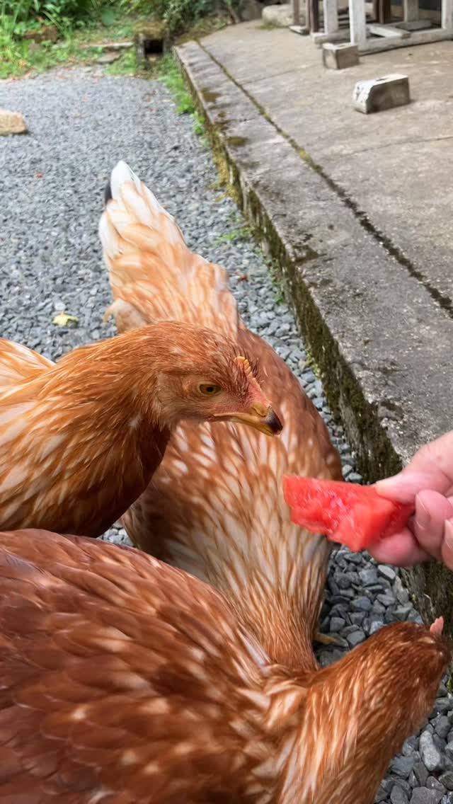 チョイちゃん、初スイカ🍉