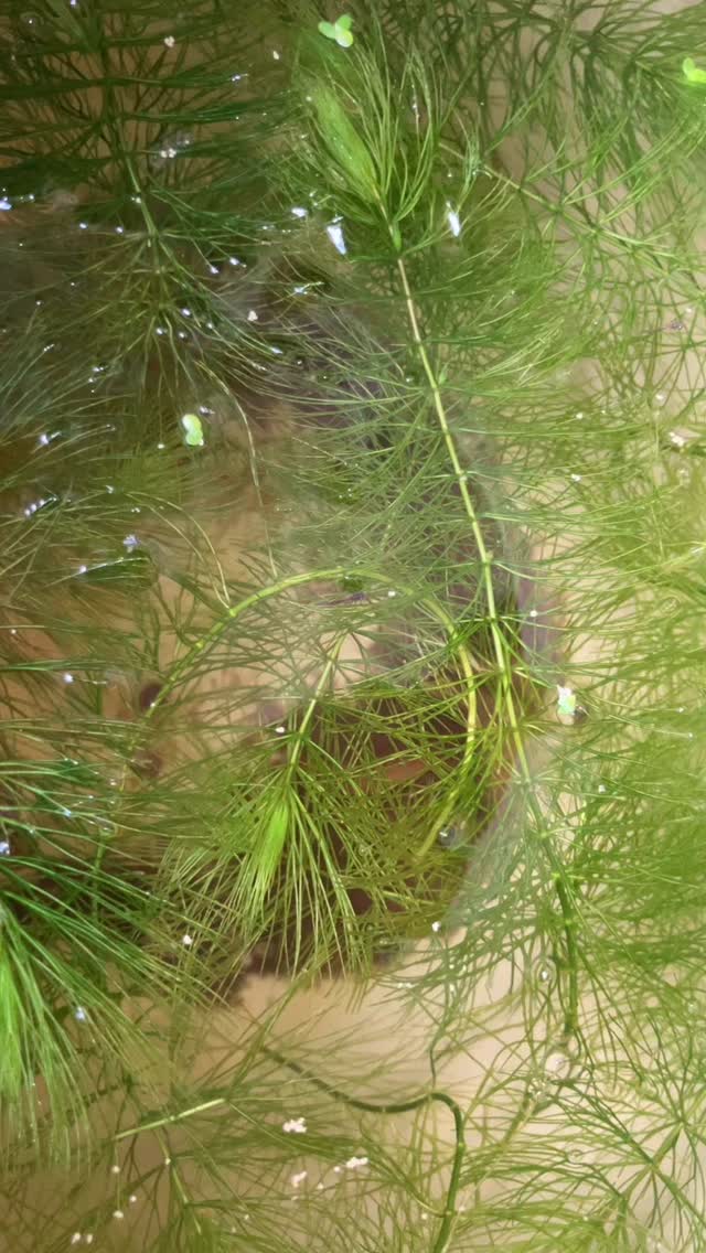 めだか鉢。今まで水を換えてもいつも緑色で、めだかの姿も良く見えなかったのですが、どういうわけか、この数日、水が澄んで来ました。
そして、なんと、めだかのこどもが孵っている💓大人２匹、こども２匹🐟